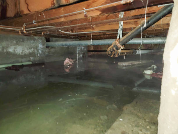 Best Sewage cleanup and water damage restoration  in Gulf Shores, AL