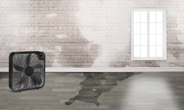 Best Water damage contractors near me  in Gulf Shores, AL